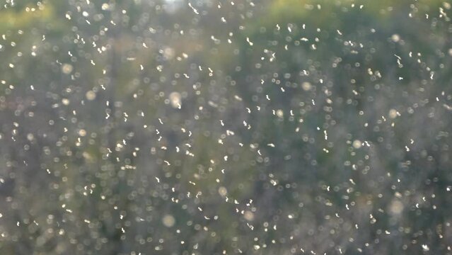 Lots of flying insects in the air. Invasion of insects, flock of locusts. White dots on a dark background.