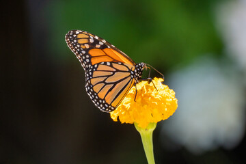 Colorful butterfly on a flower at daylight