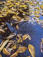 Yellow dry leaves in a puddle. Hello autumn concept.