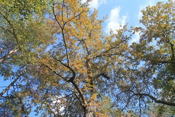 Autumn forest in Bulgaria in the vicinity of the Orlov Stone waterfall
