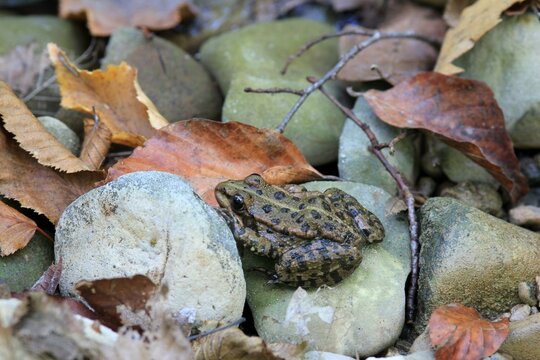 Young green frog Pelophylax ridibundus among fallen autumn leaves

