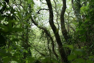 Obraz premium Vegetazione rigogliosa