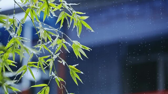 Closeup view of of branches of a tree under a rain