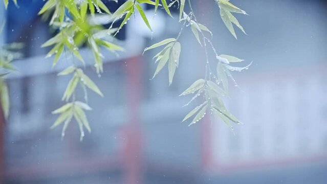 Closeup view of of branches of a tree under a rain