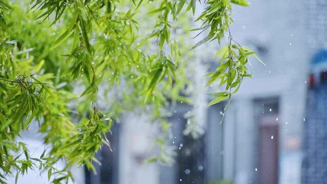Closeup view of of branches of a tree under a rain