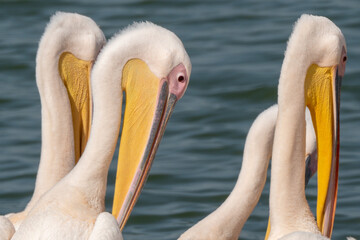 pelicans on the beach