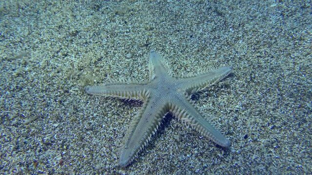 Jonston's sea star or Sand Starfish (Astropecten jonstoni) buries itself in the sandy bottom.