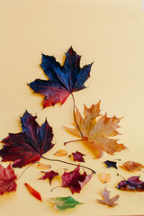 autumn leaves background
