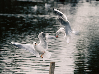 Fighting Seagulls