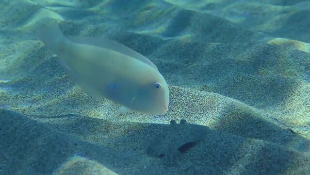 Underwater life: The Wide-eyed Flounder (Bothus podas) follows the Pearly Razorfish (Xyrichtys novacula), which finds food on the bottom faster by swimming in the water column.