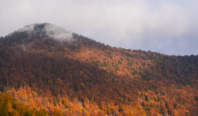 Autumn landscape. Amazing texture view of a forest in fall color. Beautiful sight with seasons changes over the year. Great scenery image for background.