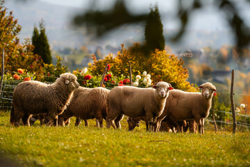 Fototapeta premium A lot of sheep standing and grazing in a meadow in the heart of the mountains. Scene captured on a traditional sheep farm. Farm animals.