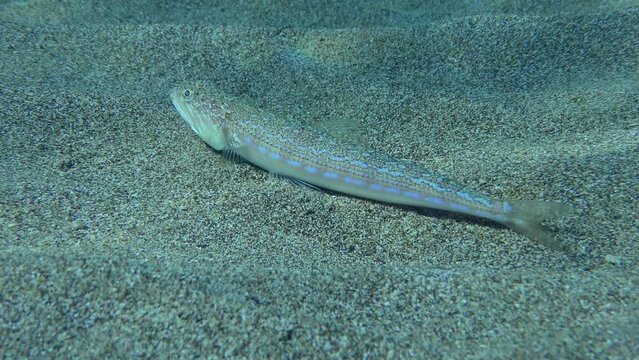 Atlantic Lizardfish or Bluestriped Lizard (Synodus saurus) lies on a sandy bottom, then leaves frame. Shallow water, sunbeams. Mediterranean.