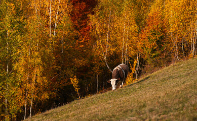 Cow grazing grass on a hill in the heart of the mountains in autumn landscape. Traditional village scene with farm animals.