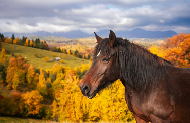 Horse in autumn landscape. Traditional scene with a brown horse grazing in a meadow. Farm animals detail view.