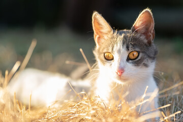 Cute cat playing in the park on rainy day.