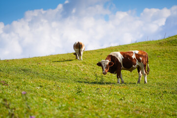 Cows grazing on a hill in the heart of the mountains. Traditional mountain landscape from a cow farm. Blue sky and white clouds in background.