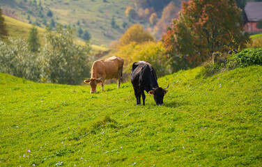 Two black and white cows grazing grass on a hill in the heart of the mountains in autumn landscape. Traditional village scene with farm animals.