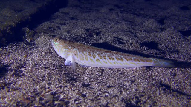 Greater weever (Trachinus draco) waits for its prey on the sandy bottom, then swims away.