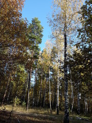 autumn forest in the autumn