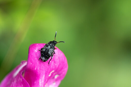 Bruchus pisorum - Pea weevil - Bruche du pois