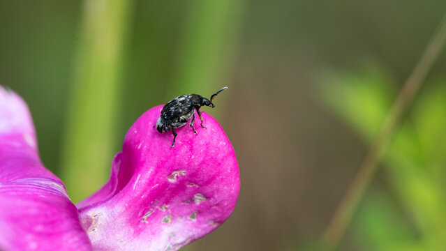 Bruchus pisorum - Pea weevil - Bruche du pois