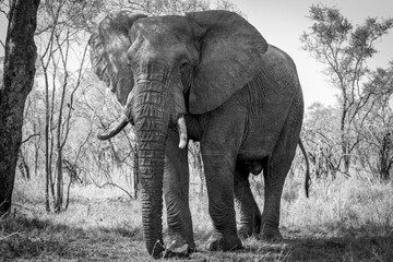 Fototapeta na wymiar African Elephant Black and White