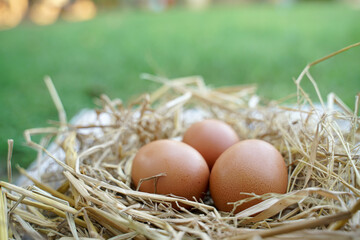 Fresh chicken eggs on dry straw and wooden table in rural village farm in Thailand.