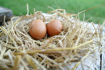Fresh chicken eggs on dry straw and wooden table in rural village farm in Thailand.