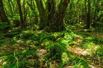 ニュージーランド　ウェリントンのワイヌイオマタのキャトル・リッジ・トラックの森林