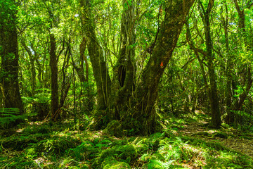 Fototapeta na wymiar ニュージーランド　ウェリントンのワイヌイオマタのキャトル・リッジ・トラックの森林