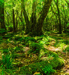 ニュージーランド　ウェリントンのワイヌイオマタのキャトル・リッジ・トラックの森林