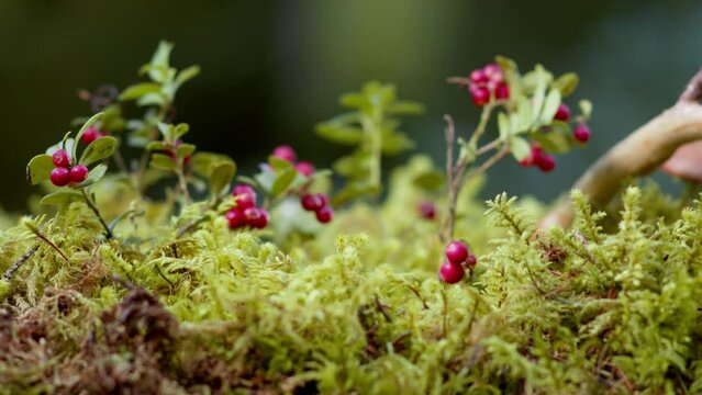 Cowberry berries on cinematic bushes among the moss in the forest. Red berry lingonberry grows in the forest. Cowberry harvest. Nature in autumn. Red cranberries with dew drops.