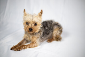 Little Yorkshire Terrier sitting in front of a white screen