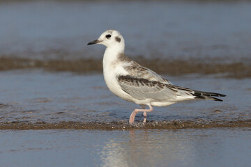 Bonaparte's Gull on a Lake Huron beach in autumn