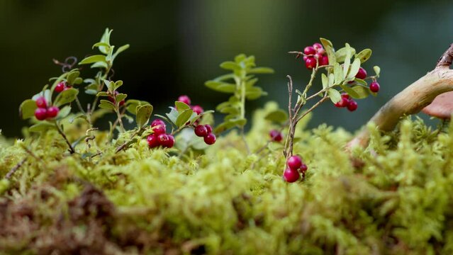 Ripe cranberries in the autumn forest. Red berries and moss with falling leaves. Cowberry harvest. Nature in autumn. Red cranberries with dew drops. Cowberry berries on cinematic bushes. 