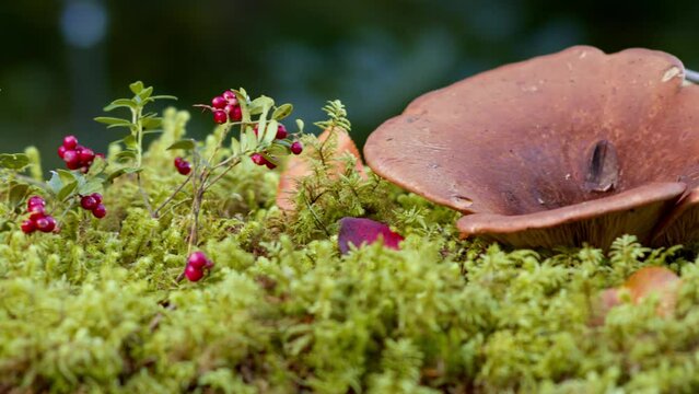 Moss in the autumn forest with berries and mushrooms. Cowberry harvest. Nature in autumn. Red cranberries with dew drops. Cowberry berries on cinematic bushes. 