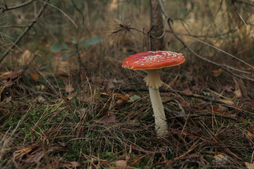Red Fly Amanita Mushroom in a forest during fall.