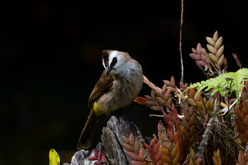 Close up image of Yellow-vented bulbul islated on black background.