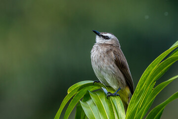 Yellow-vented bulbul islated on green background.