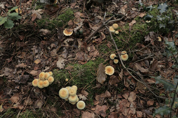 Ordinary Sulfur Head Fungi in a forest during fall.