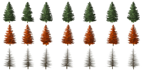 green spruce tree background set of fir trees isolated sequoia