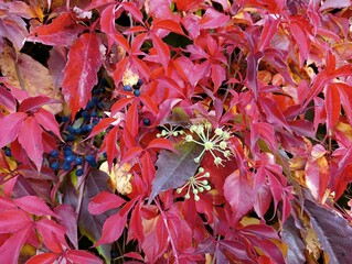 wild grape leaves - red and yellow, background
