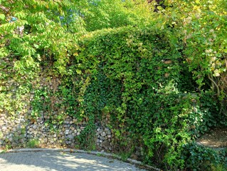 ivy wall, summer, nature