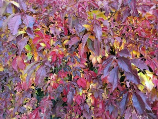 red and yellow grape leaves
