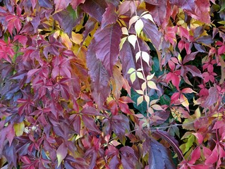 wild grape leaves - red and yellow, background