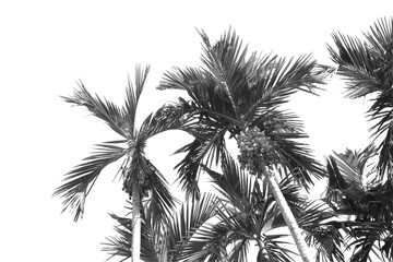 Silhouette plam or coconut tree branch isolated with white background and with clipping path.
