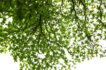 green leaf or tree branch isolated on white background.Selection focus.