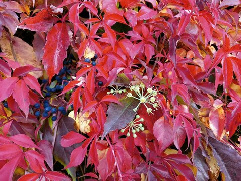 wild grape leaves - red and yellow, background