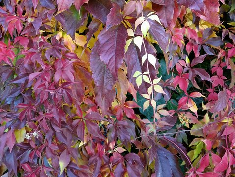 wild grape leaves - red and yellow, background